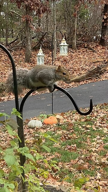 Ohhhhh I wana catch!