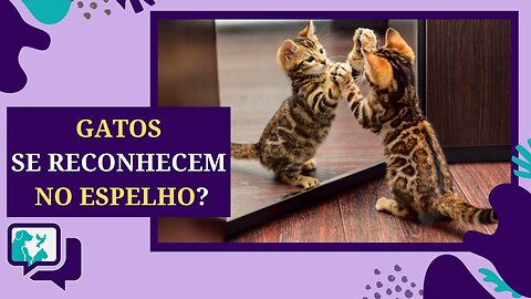 Gato X Espelho: Compreendendo a Percepção dos Gatos no Espelho