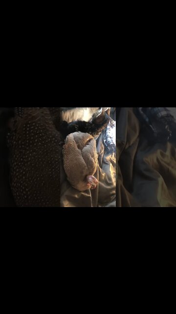 Disabled guinea fowl and rescued feral kitten enjoying company 💕