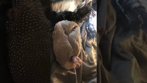 Disabled guinea fowl and rescued feral kitten enjoying company 💕