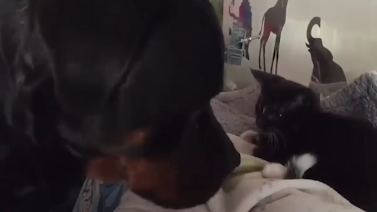 FUNNIEST Cats vs Dogs | The ULTIMATE Compilation 2023 🤣