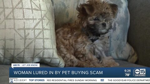 'I think we're being scammed': Woman lured in by puppies in pet scam