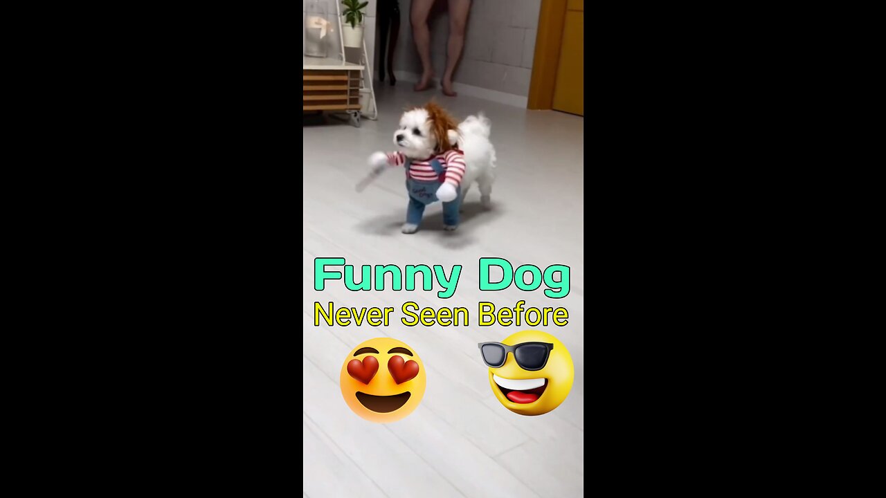 Funny Dog You🤣😆 Never Seen Before😁😂 #funny #funnydog #tiktogdogs