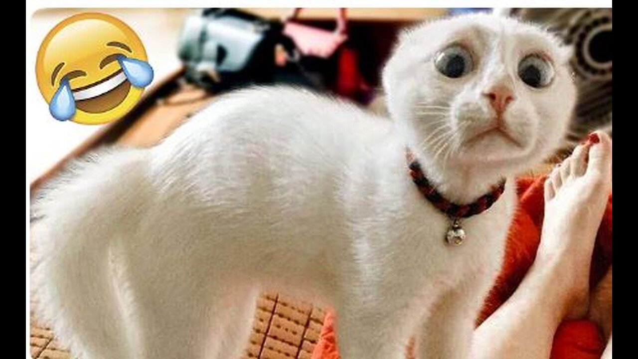 You Definitely Laugh, Trust me Funniest Cats Expression Video 😇 - Funny Cats Life