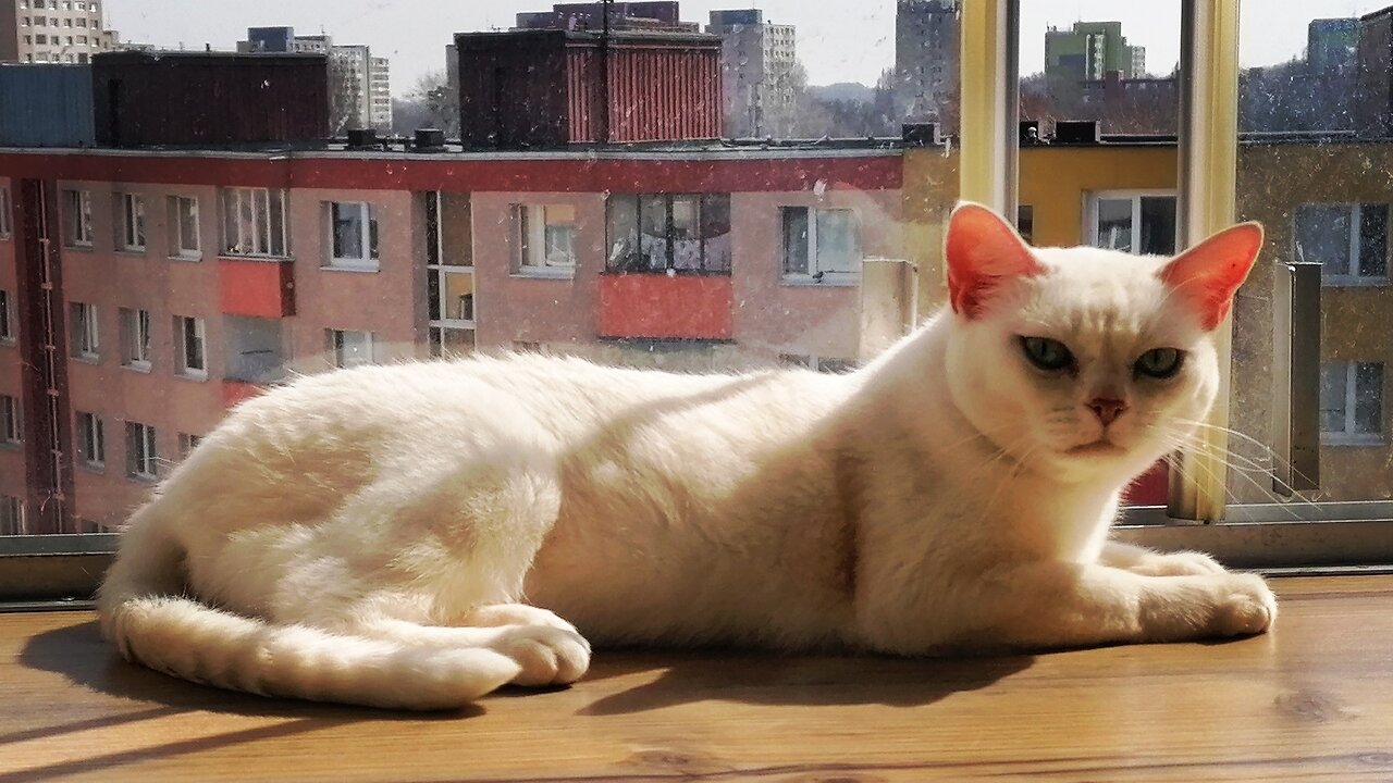 Enjoying the smells of the spring 🐱