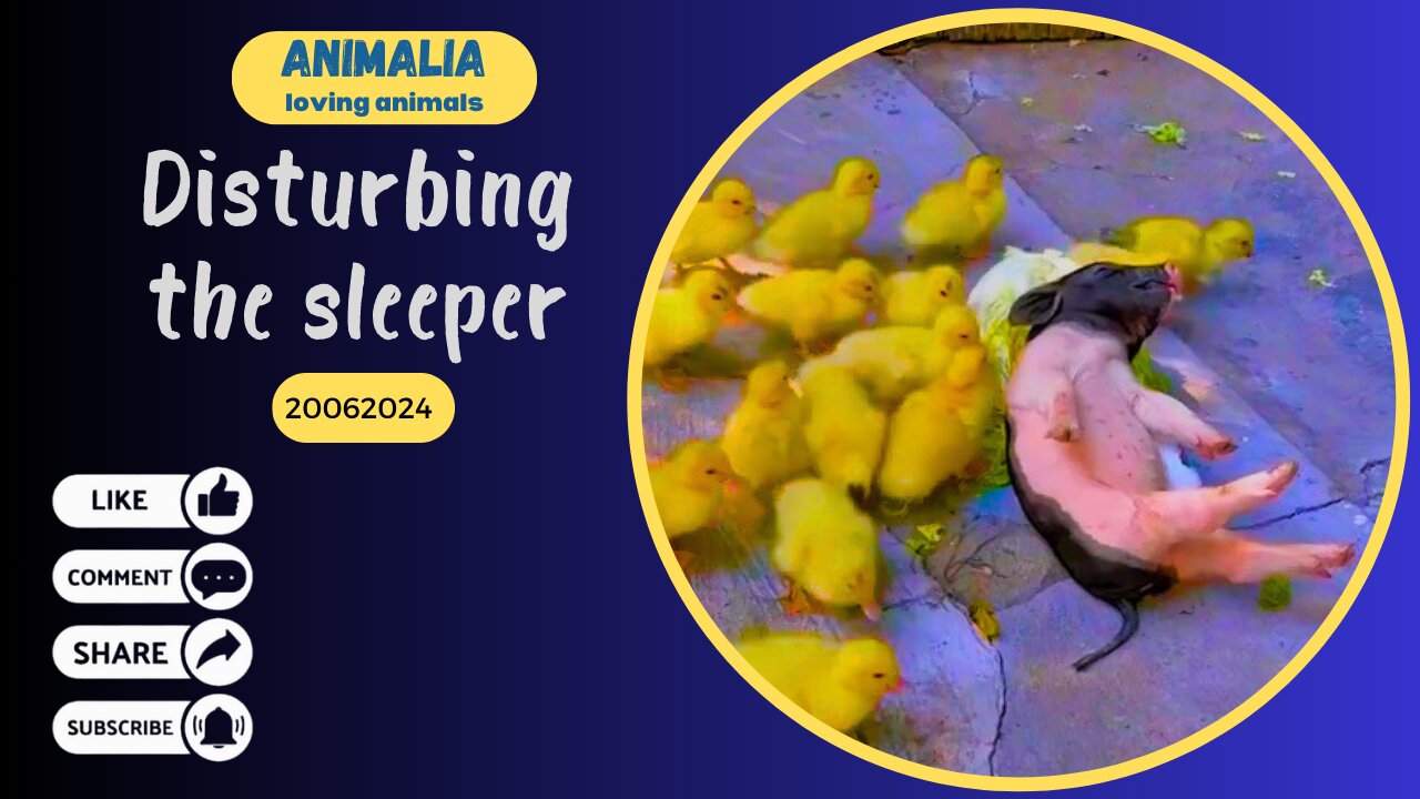 Disturbing the sleeper - loving animals