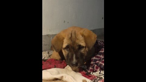 Cute and funny video of dog 🥰😍