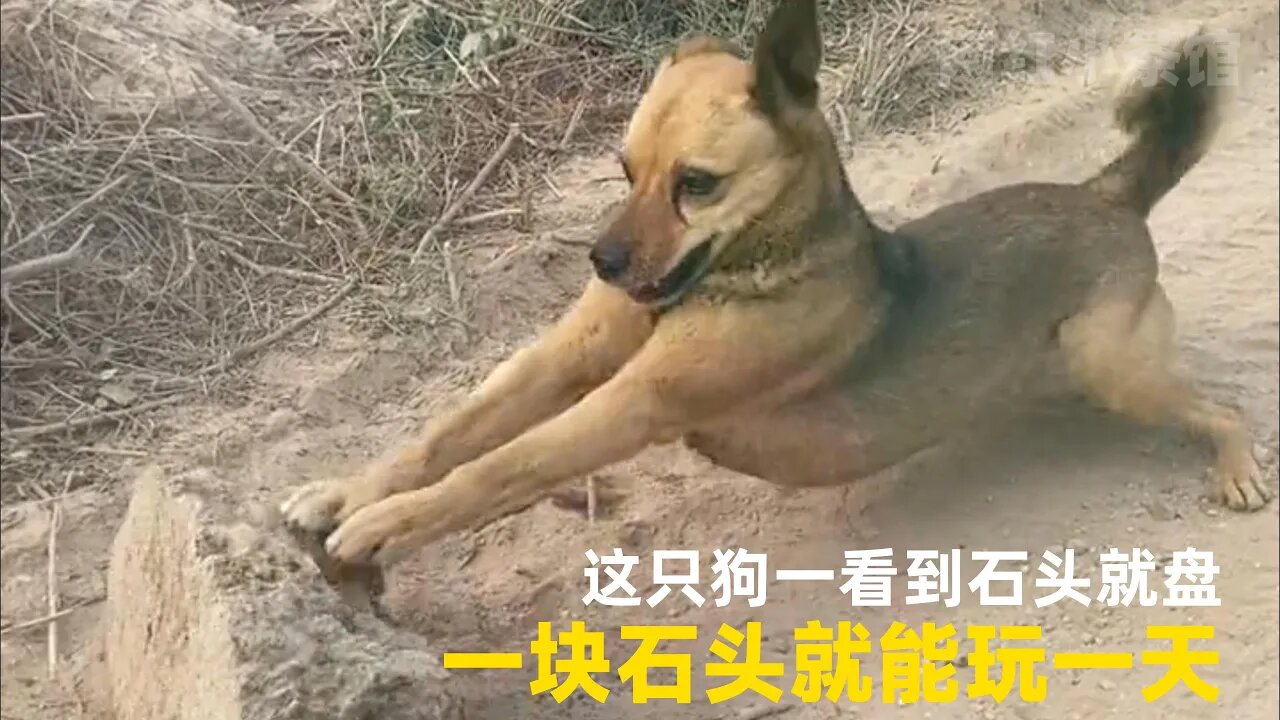 这只狗一看到石头就盘,一块石头就能玩一天,狗子的快乐很简单