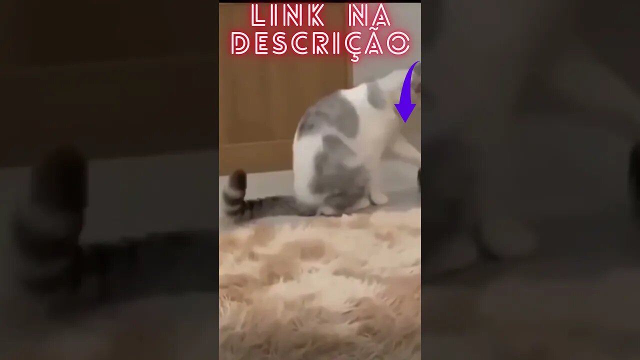 Ensine seu cão a fazer xixi e cocô no lugar certo!