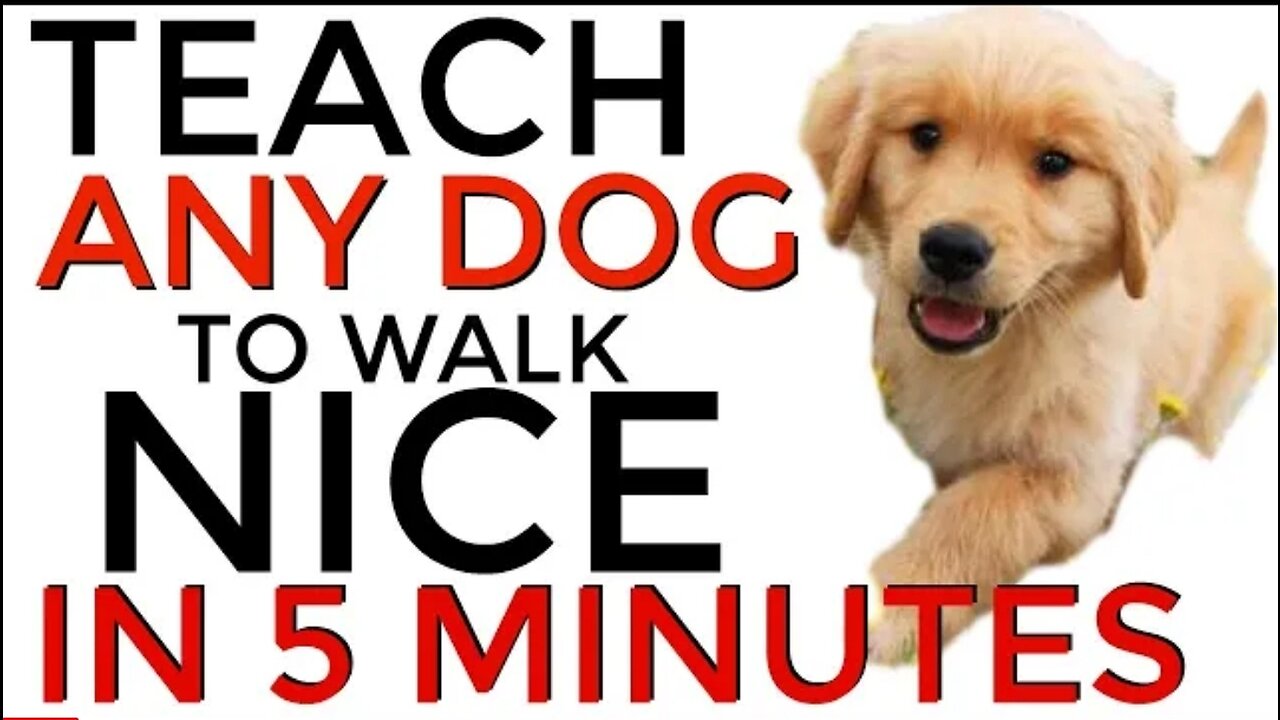 Teach any dog in 5 minute 😲😲wow