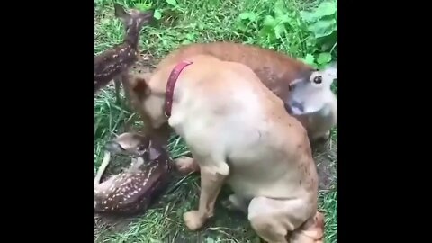 Dog & Fawns