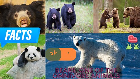 Interesting facts about Bears