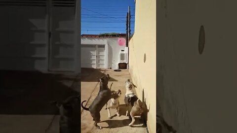 #trynottolaugh #funny #dogs #shorts