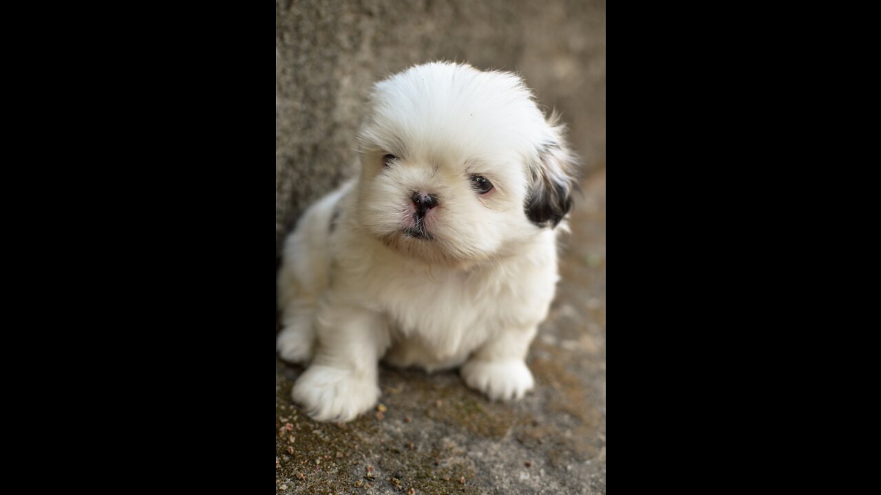 shih tzu
