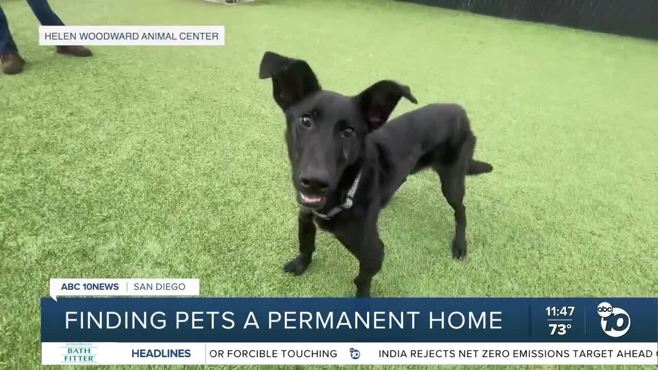 ABC 10News Pet of the Week: Rose