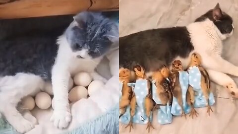 cat and chicks natural phenomenon