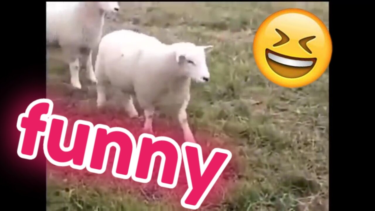 Funny clip of animals