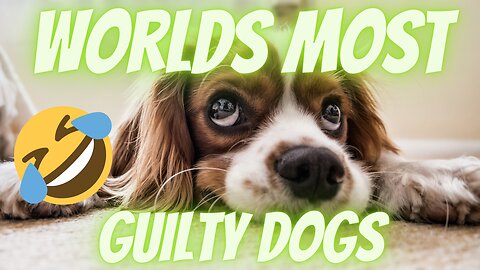 Worlds Funniest Guilty Dogs - Try Not To Laugh Challenge