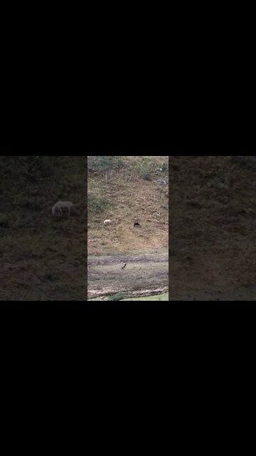 Horses graze up on hillside to make the most of winter grazing