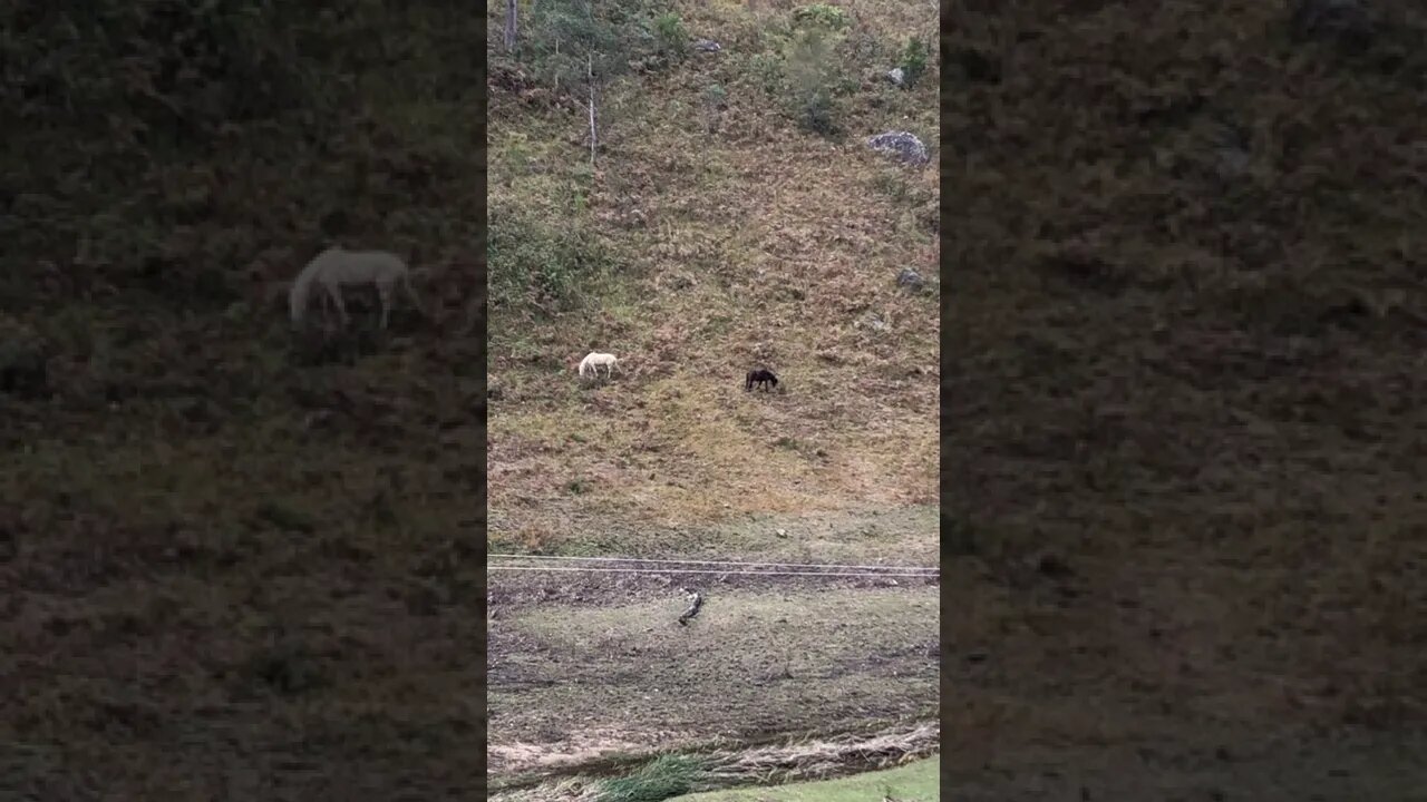 Horses graze up on hillside to make the most of winter grazing