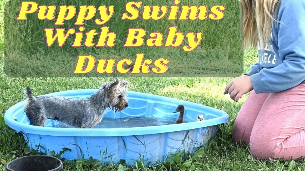 The Reality Of Having A Yorkie Puppy!