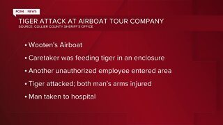 Tiger attacks Wooten's Airboat employee