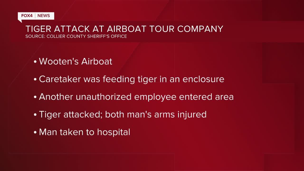 Tiger attacks Wooten's Airboat employee