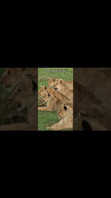 Maasai Mara Sightings Today 30/01/22 (Lions, Leopard, Buffalo, etc) | Zebra Plains | #shorts