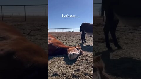 Not ready for the day! #shorts #farmanimals #horse #farmlife #lazy #motivation #sleep