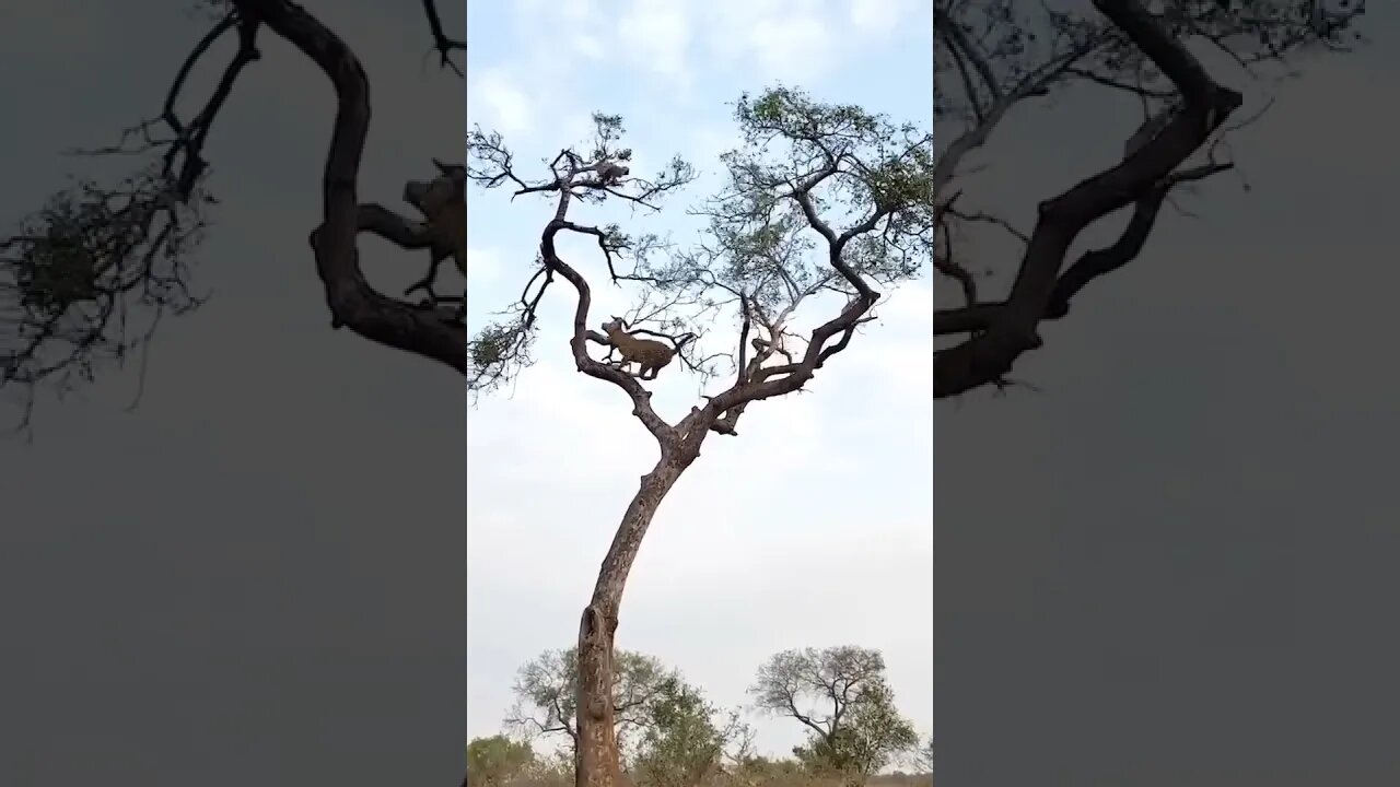 Unbelievable Encounter: Leopard Catches Monkey in Jaw-Dropping Moment | Wildlife Wonders 🐆🐒