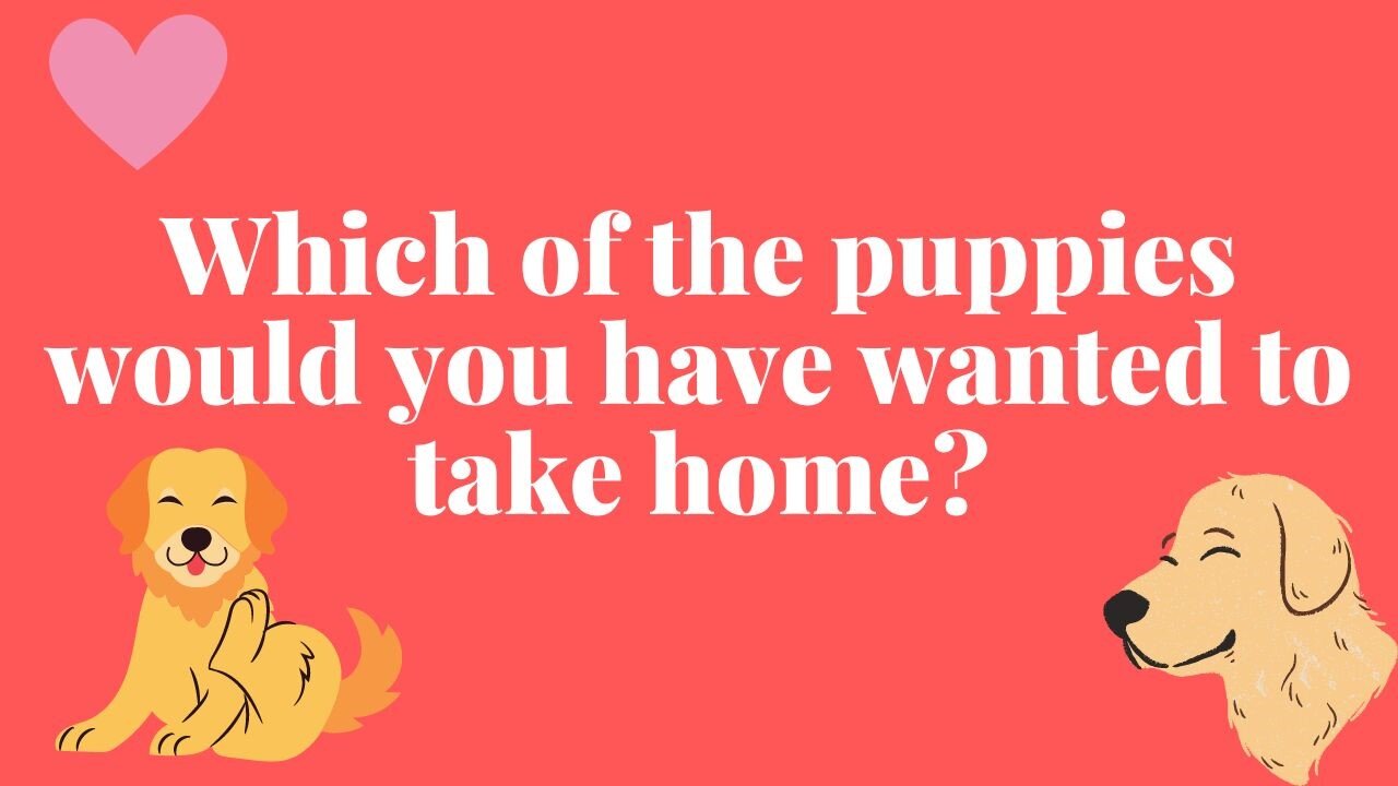 Which of the puppies would you have wanted to take home? PART 1