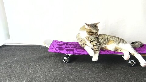 Sly Funny Cat Has a Human to Play with Him