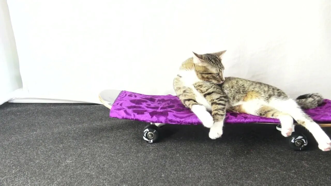 Sly Funny Cat Has a Human to Play with Him