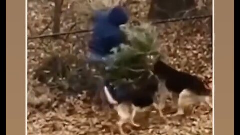 Dogs Give Man A Very Hard Time With His New Christmas Tree