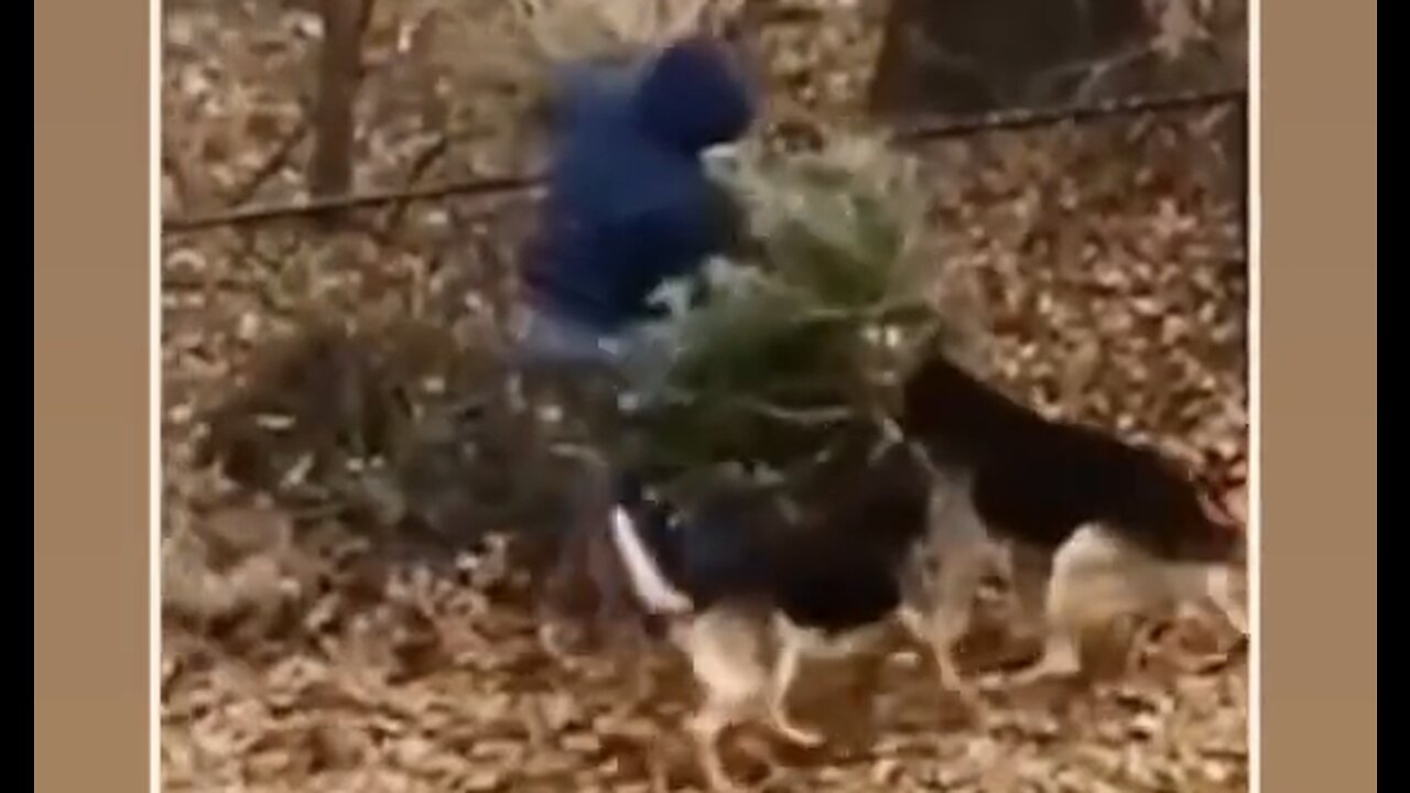 Dogs Give Man A Very Hard Time With His New Christmas Tree