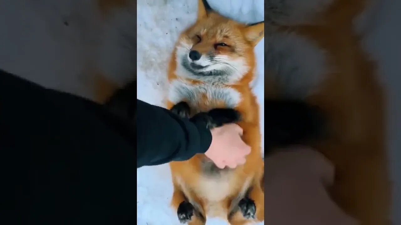 Happy Fox