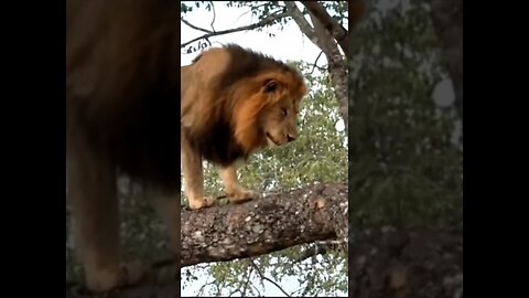 Tree Climbing Male Lion