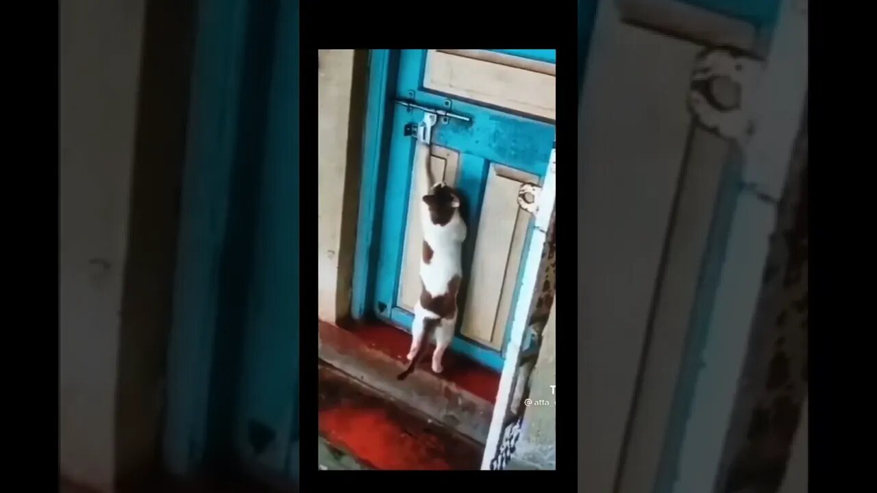 Cat nok nok plz open the door🤣 @LEGENDA FUNK @Les' Copaque Production