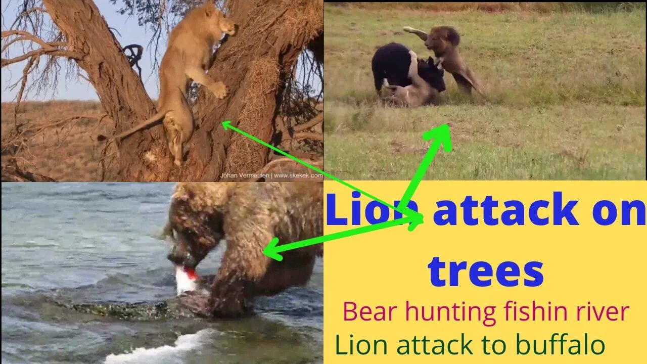 Vgk life | Lion attack on tree | Bear Hunting fish 2022 ||