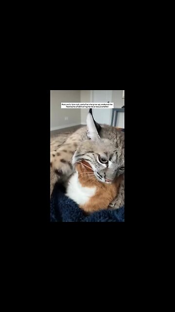 A lynx resembles a kitten when it is young 🥹