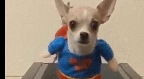 Funny Dog