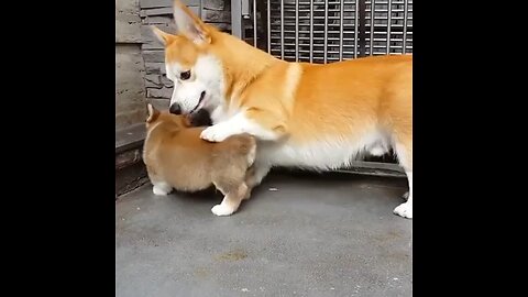 Hey son look this is how we sit. Cute dog with his puppy