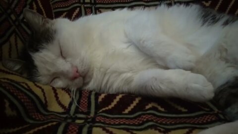 14 Years Old Cat Is Relaxing