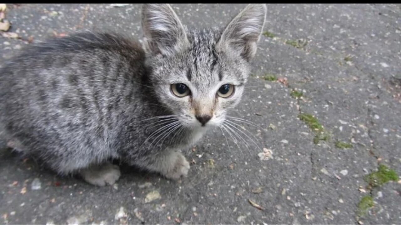 Kittens came out of the hole and meows.