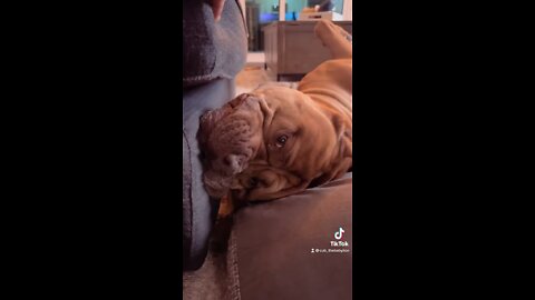 MASSIVE PIT BULL sleeping so funny! 🦁🥰😂