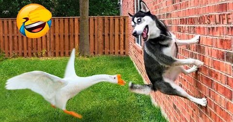 ''Pawsome Pranks: Animals with a Sense of Humor''