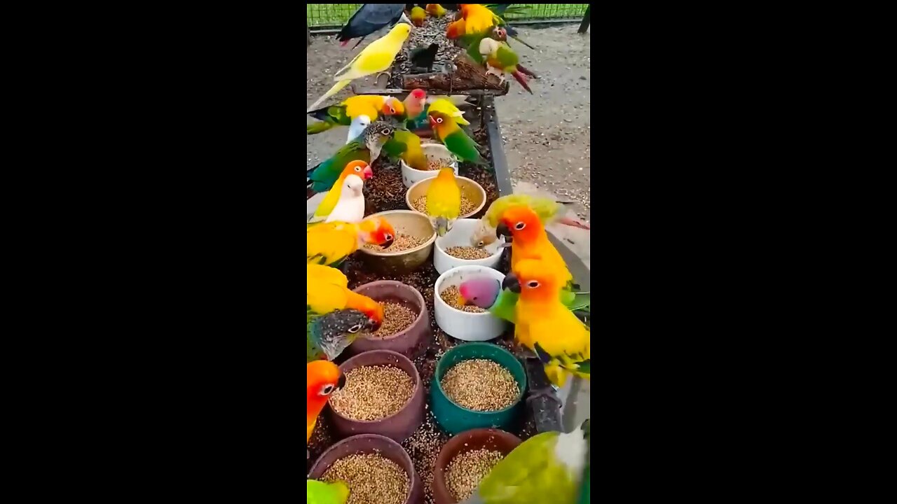 Beautiful colorful parrot Bird 😍🥰