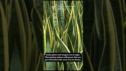 Snake Plant #shorts #viral