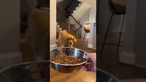 The dog 🐕🐾🎶🥙 😂🤣