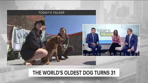 Today's Talker: The world's oldest dog just turned 31